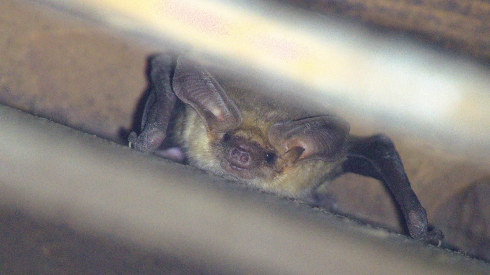 Pallid bat in a structure at Coal Creek Open Space Preserve