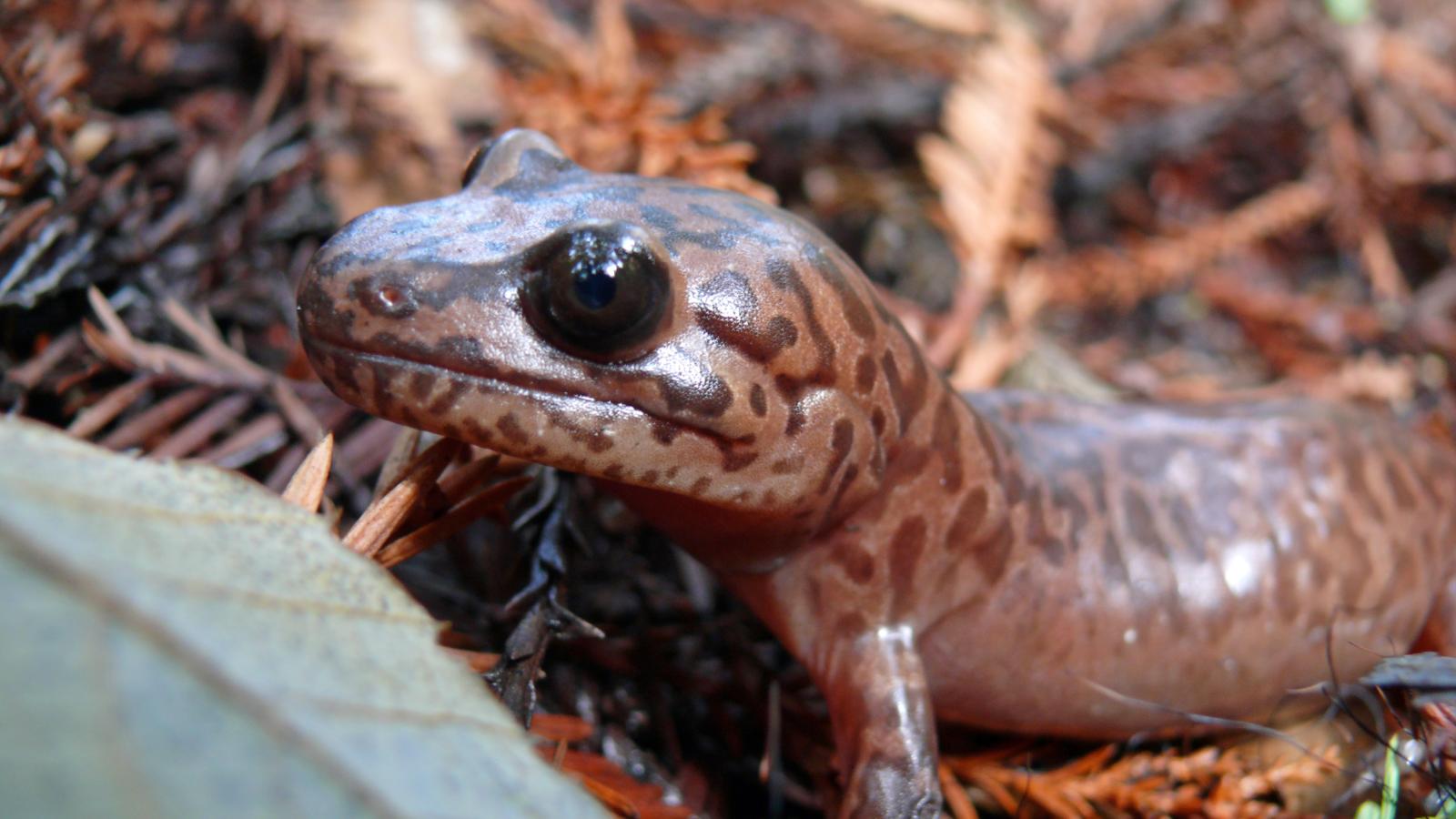 Closeup photo of a California giant salamander