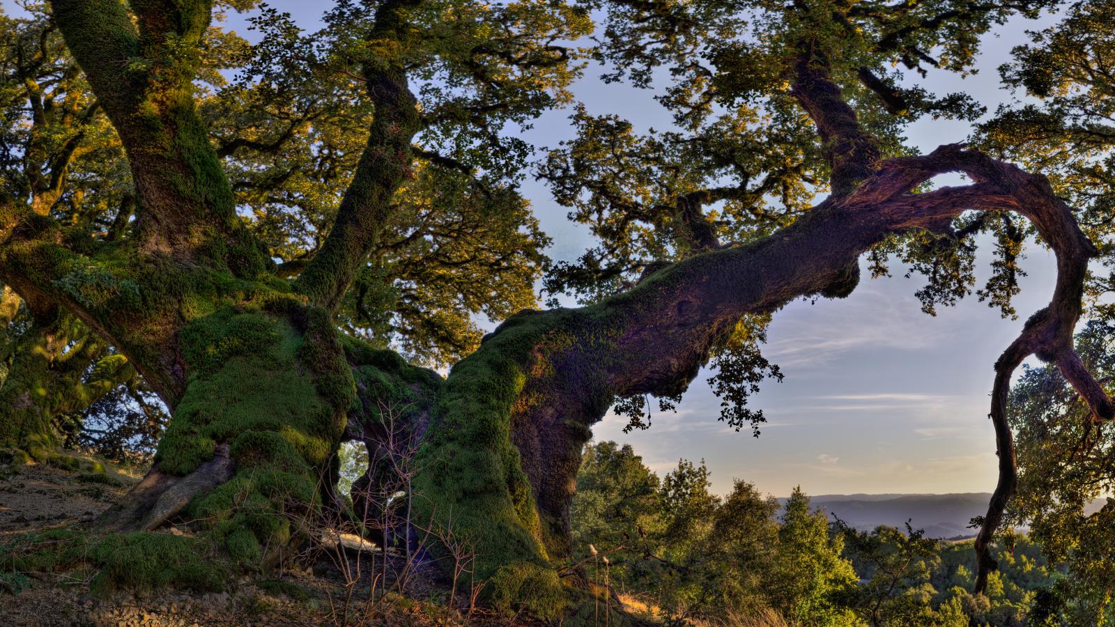 Oak tree and moss sunset silhouette - Ken Fowkes