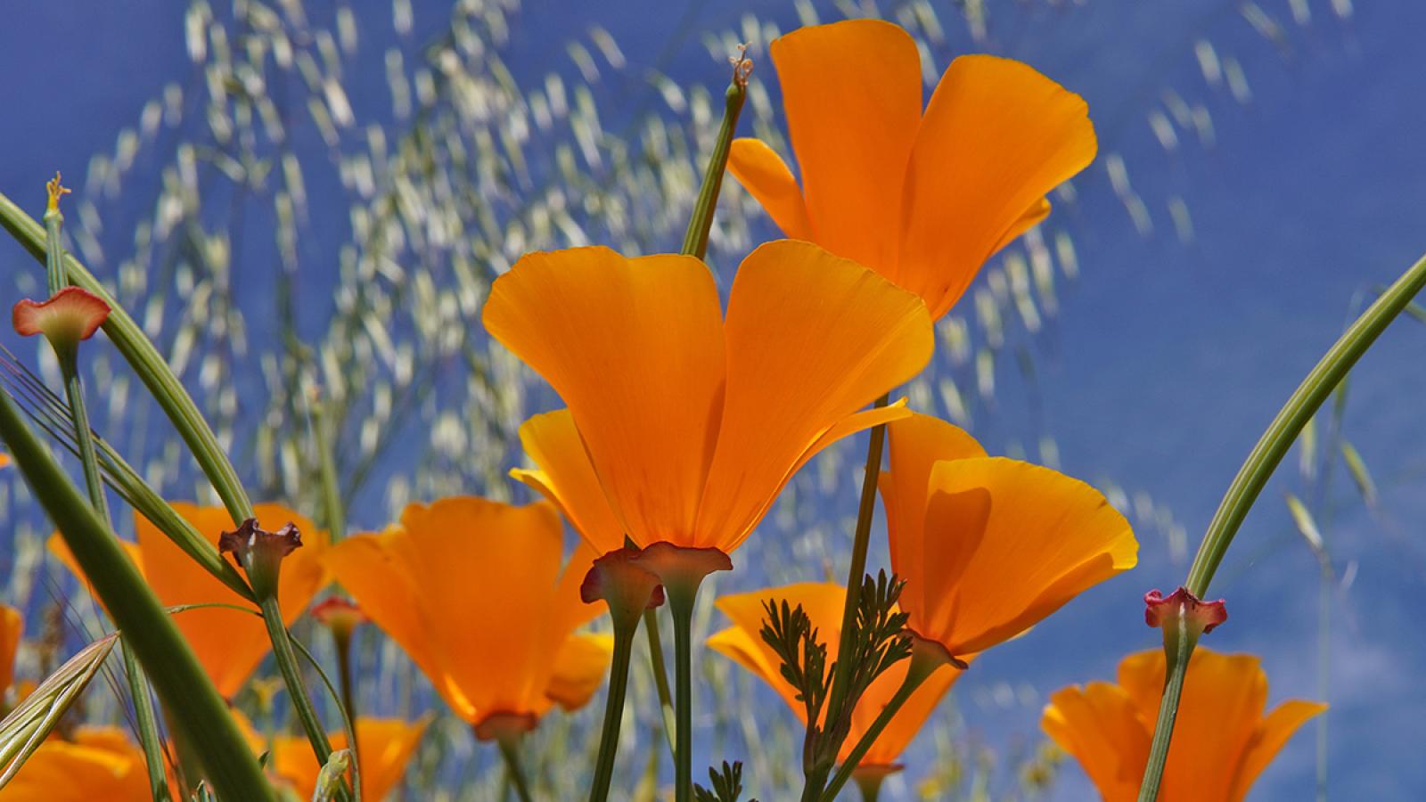 8400 California Poppy Stock Photos Pictures  RoyaltyFree Images   iStock  California poppy flower California poppy fields California poppy  field