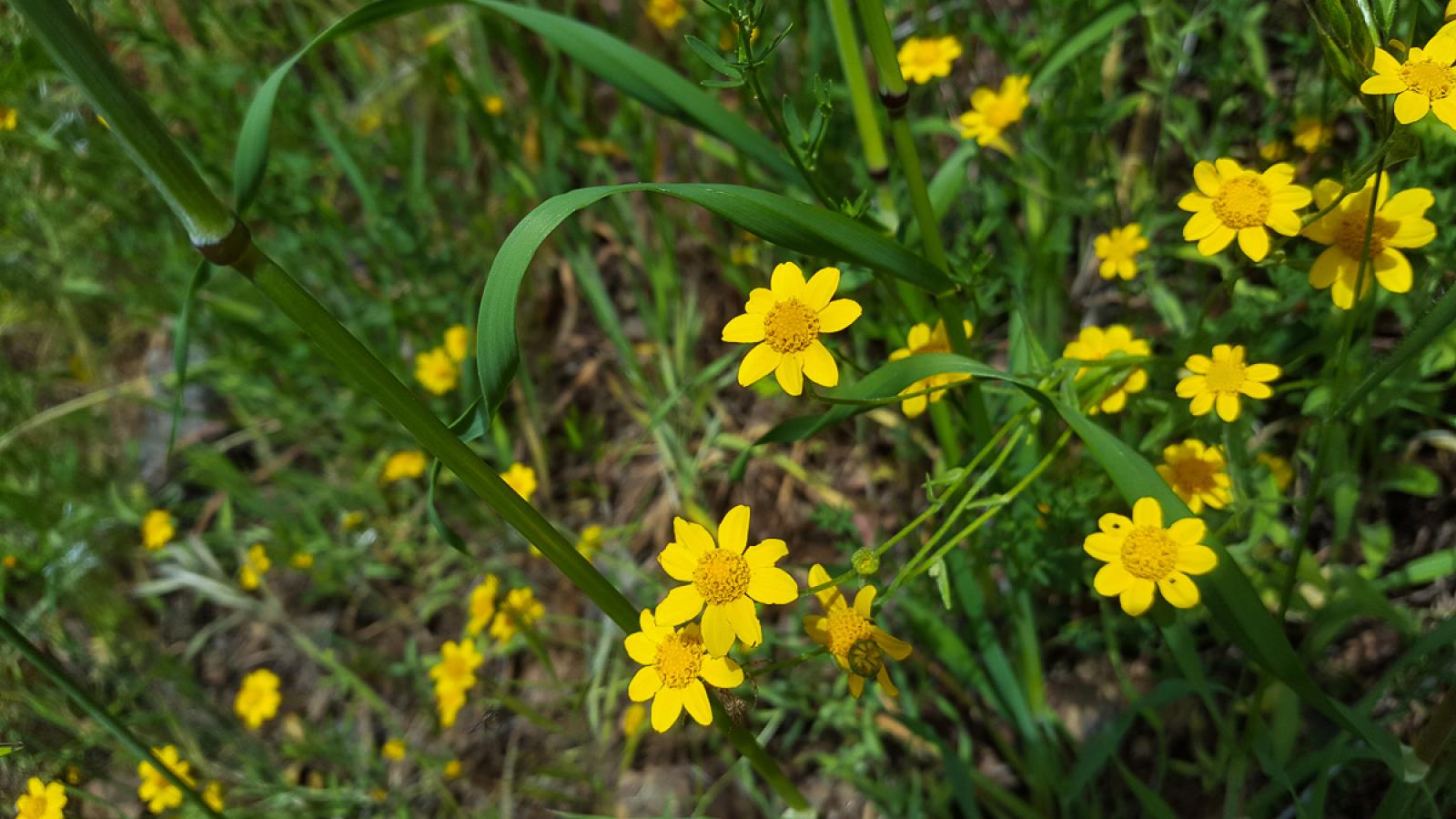 yellow flowers blooming