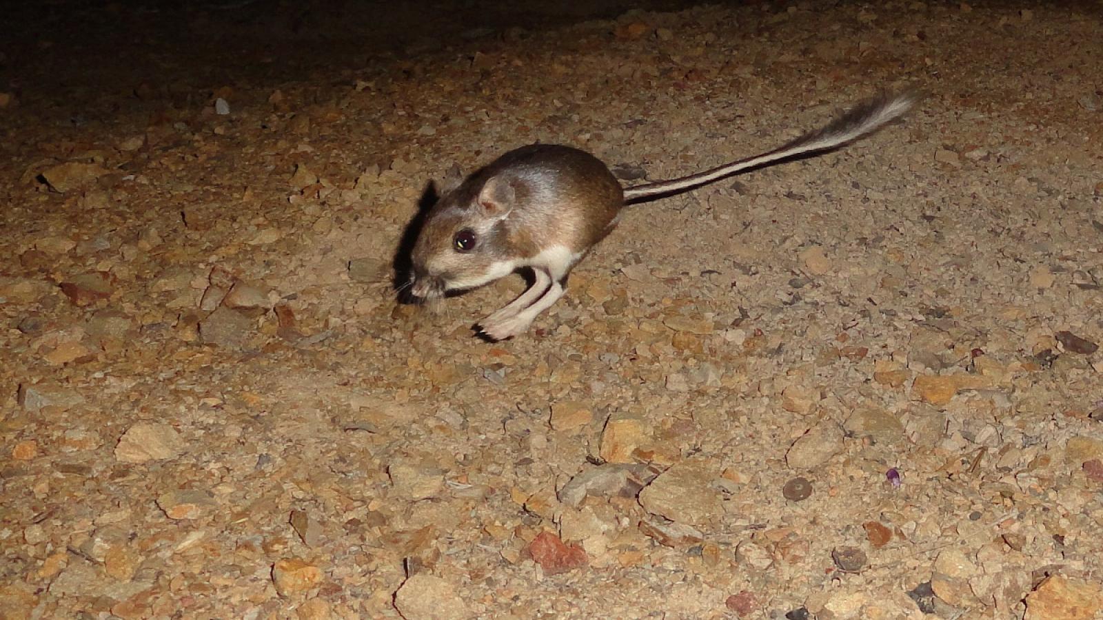 Santa Cruz Kangaroo Rat Research and Adaptive Management