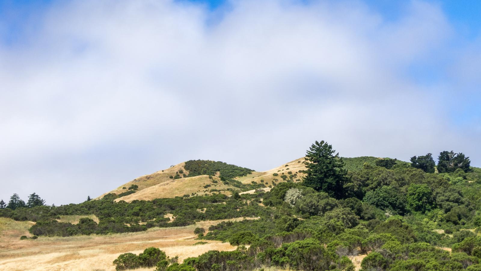 Windy Hill Summit from Spring Ridge Trail