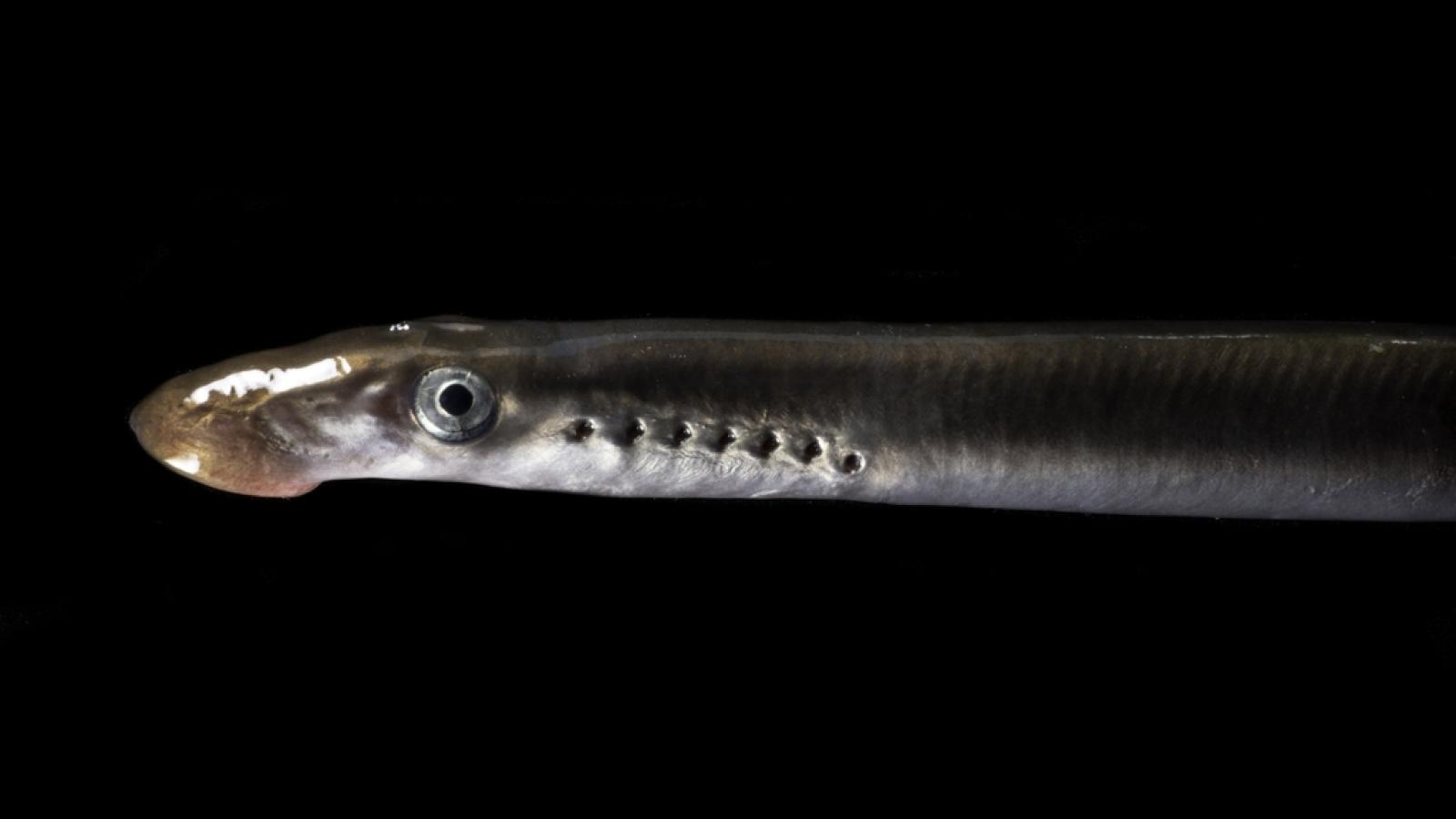 Pacific Lamprey