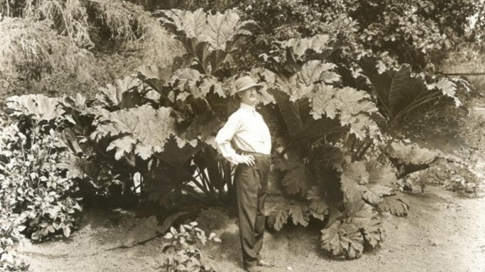 Tevis posing by one of his prized exotic plants, a giant gunnera from Brazil. (Image from Los Gatos Library, Novitiate Collection)