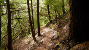 Trail at Skyline Ridge