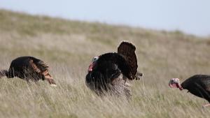 Wild turkeys at Skyline Ridge Preserve