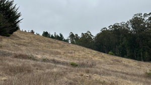 Coastal grassland after mowing to remove shrubs