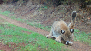 Bobcat