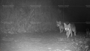 Pair of gray foxes