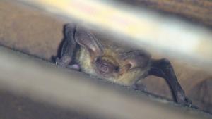 Pallid bat in a structure at Coal Creek Open Space Preserve