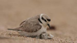 Western Snowy Plover