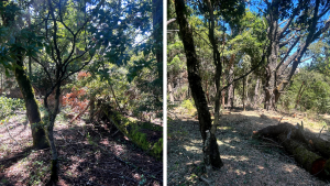 Vegetation management work at Russian Ridge in June and July of 2023