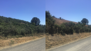 Before and after photos show vegetation removal along side of road