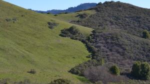 Shrubs encroaching into grasslands. 