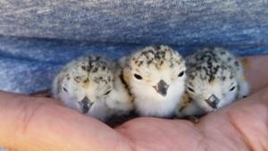 Snowy Plover