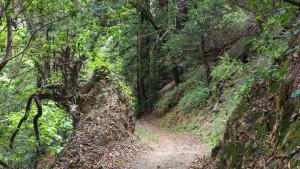 Trail with upturned tree exposing roots