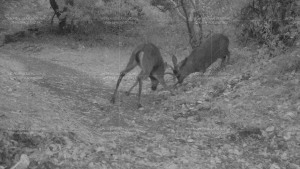 Two bucks sparring