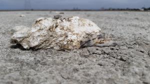 Western Snowy Plover