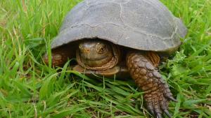 Western pond turtle