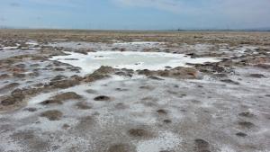 Salt Marsh