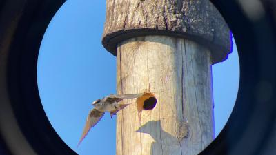 Purple Martins nesting in Cavities at Sierra Azul