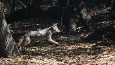 A young coyote recently released by the Peninsula Humane Society in Sierra Azul Preserve