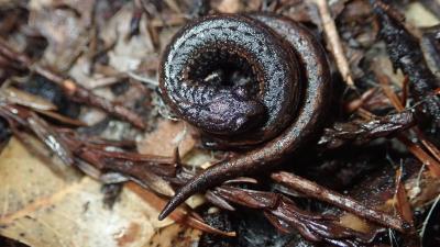 Closeup of a curled up slender salamander