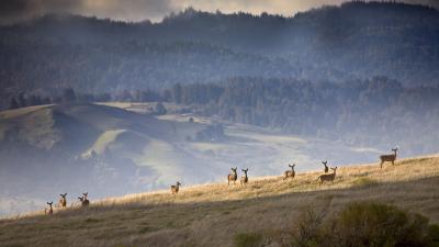 Deer on ridge in MIdpen's Monte Bello Open Space Preserve. (Karl Gohl)