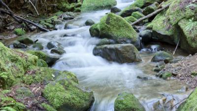 ECDM Creek Methuselah Trail by Karl Pringle