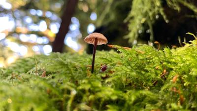 Little brown mushroom poking up from a mossy bed
