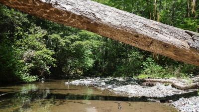 Creek flows under fallen tree trunk