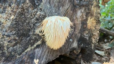 Lion's Mane (Eleanor Raab)