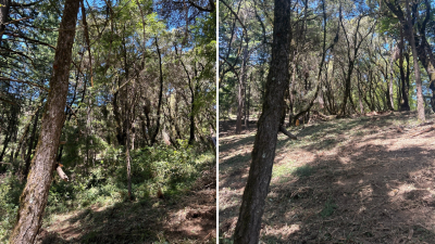 Before and After vegetation cleared