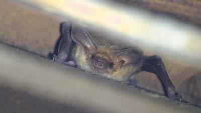 Pallid bat in a structure at Coal Creek Open Space Preserve