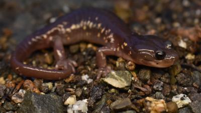 Closeup of an arboreal salamander
