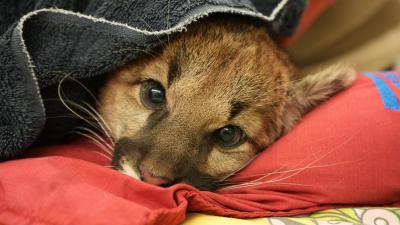 Rescued mountain lion cub undergoing medical exam