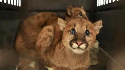 Two rescued mountain lion cubs in a carrier