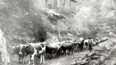 Oxen used for logging