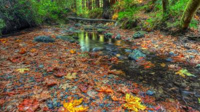 Yellow and orange leaves floating on a creek