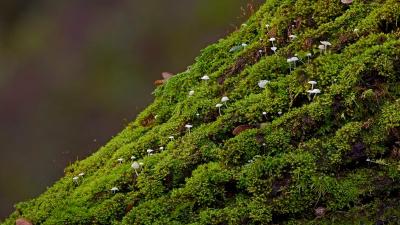 Karl Gohl - Mushrooms moss closeup