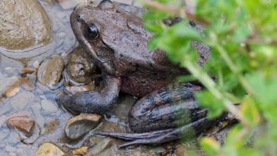 red legged frog