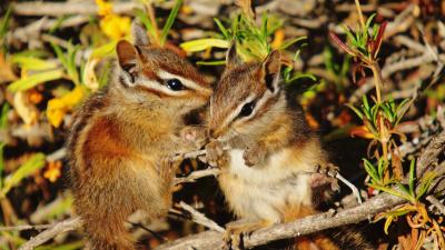 Marriam's chipmunks (Richard Kumaishi)