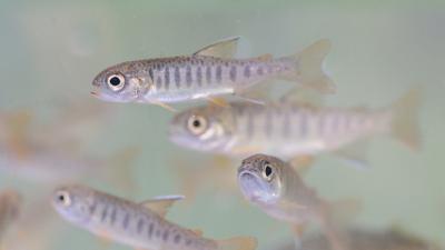 Coho Salmon fry