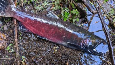 Coho Salmon - Mary Commins