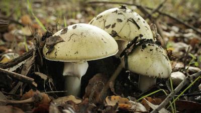 Death cap (Courtesy of East Bay Regional Park District)