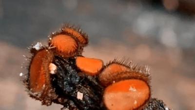 Eyelash Cup found in Teague Hill Preserve (Eleanor Raab)