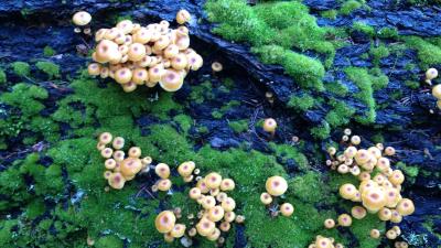 Honey Mushroom (Marie-Anne Neimat)