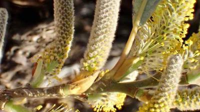 arroyo willow with catkins