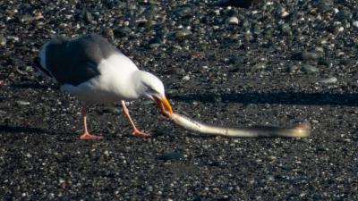 Seagull eating pacific lamprey